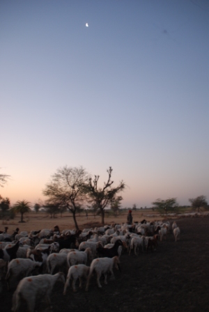 At the crack of dawn, the sheep flocks go on their first round of grazing.
