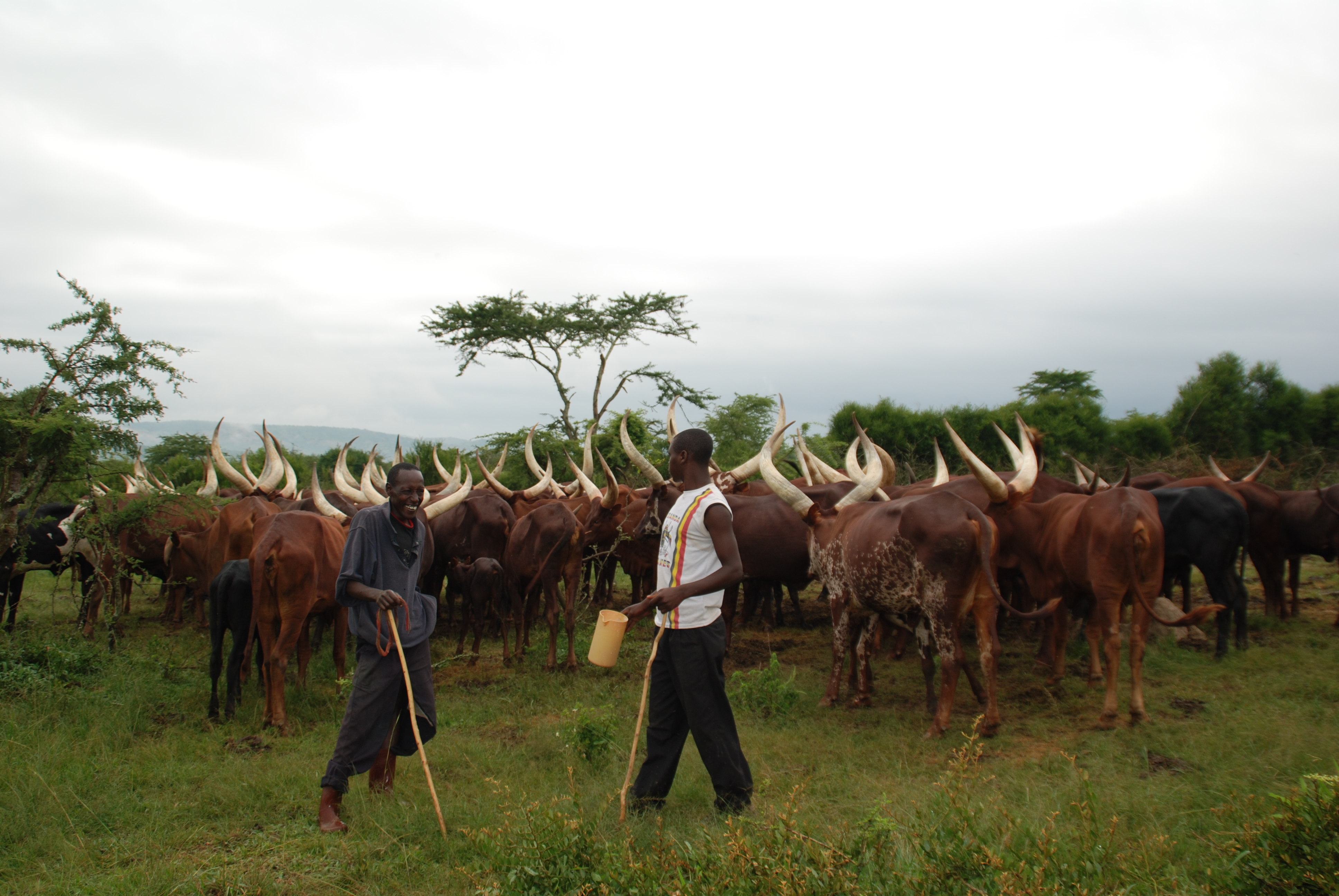 Milking Ankole cattle