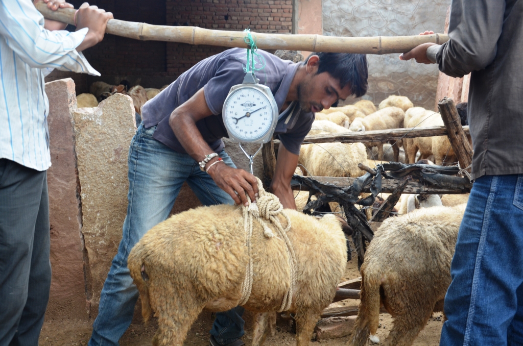 weighing Boti sheep