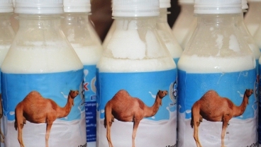 Creating a market for camel milk would be the most appropriate strategy for saving the camels of Rajasthan