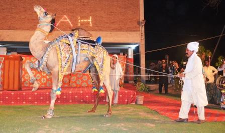 Dancing camels are a typical part of the culture of the desert that straddles the border between India and Pakistan