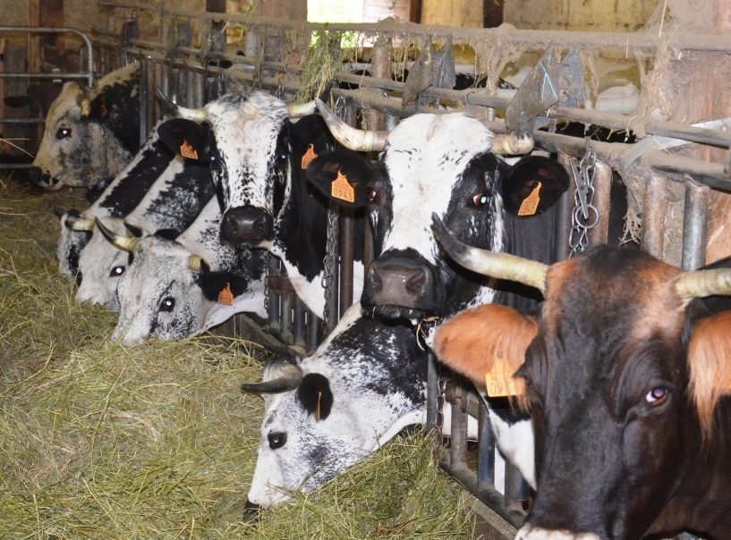 The Vosges cattle, a once highly threatened local breed, that produces the milk for Munster cheese