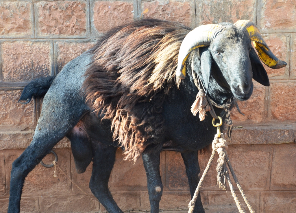 Fighting ram of the traditional Deccani sheep breed