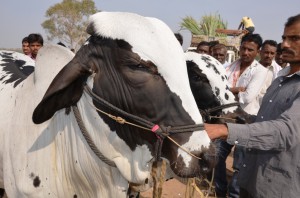 Deoni bullock on show at Malegaon fair