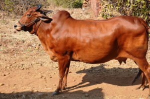 Lal Kandhari cow
