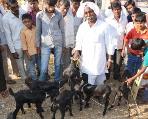 Osmanabadi goat bounty