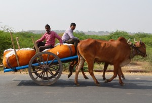 Red Kandhari bullock cart