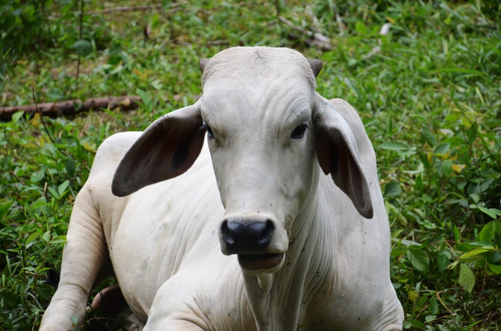 Campesino cow