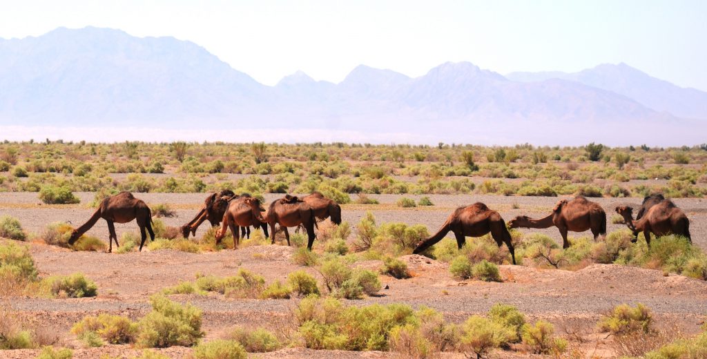 camels in Torut