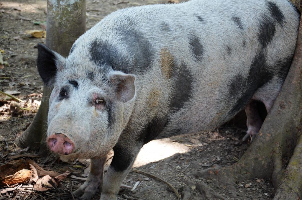 A happy pig from Papua New-Guinea