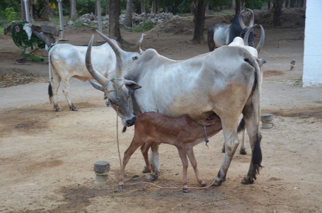 One of the Kangayam cows conserved at the Sivasenaapathy Kangayam Cattle Research Foundation