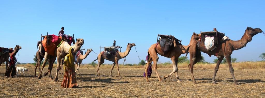 Dromedaries are Old World animals but were also taken to the New World where they met different fates.