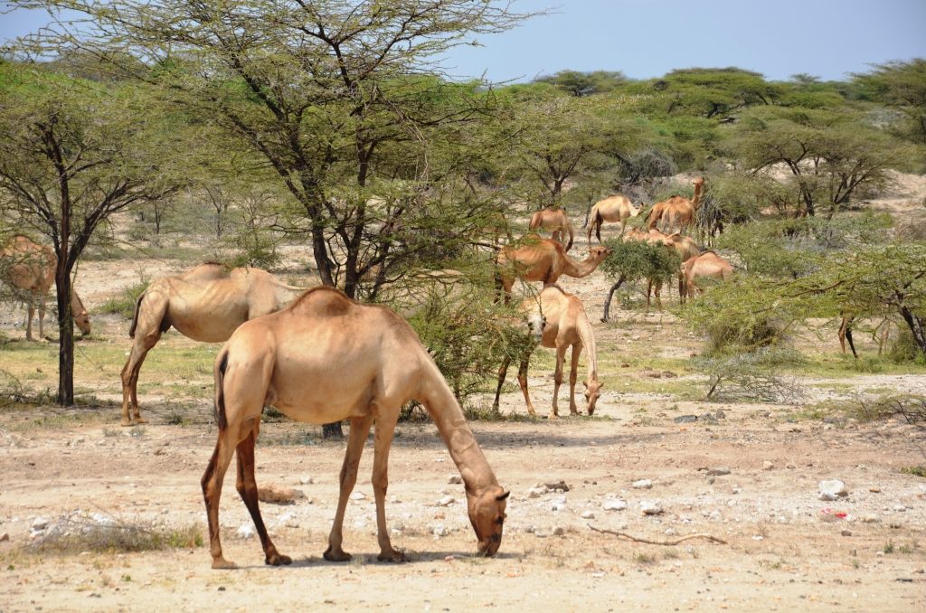 Not suffering from the current drought: Camels in perfect hump near Isiolo