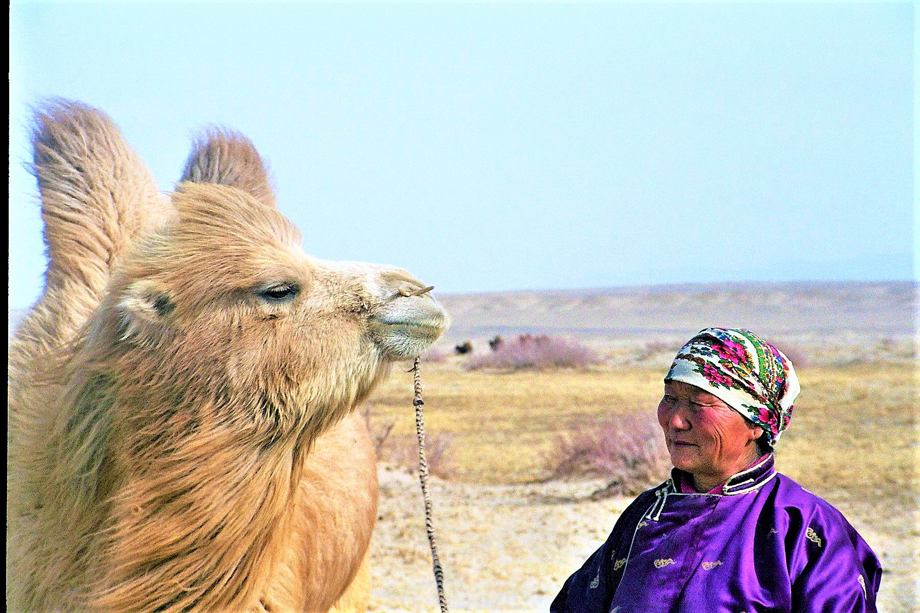 The International Year of Camelids 2024 How can it benefit camel